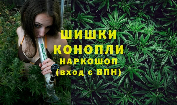 сатива Беломорск